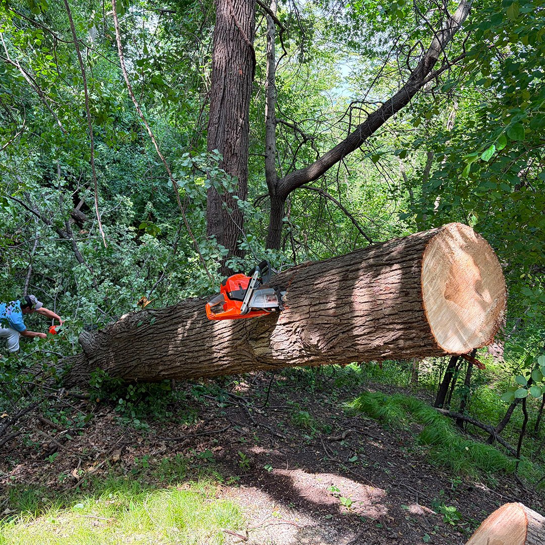 Tree Removal Service